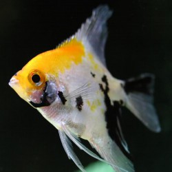 Tricolor Melek Balığı