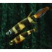 Clown killfish (Roket)